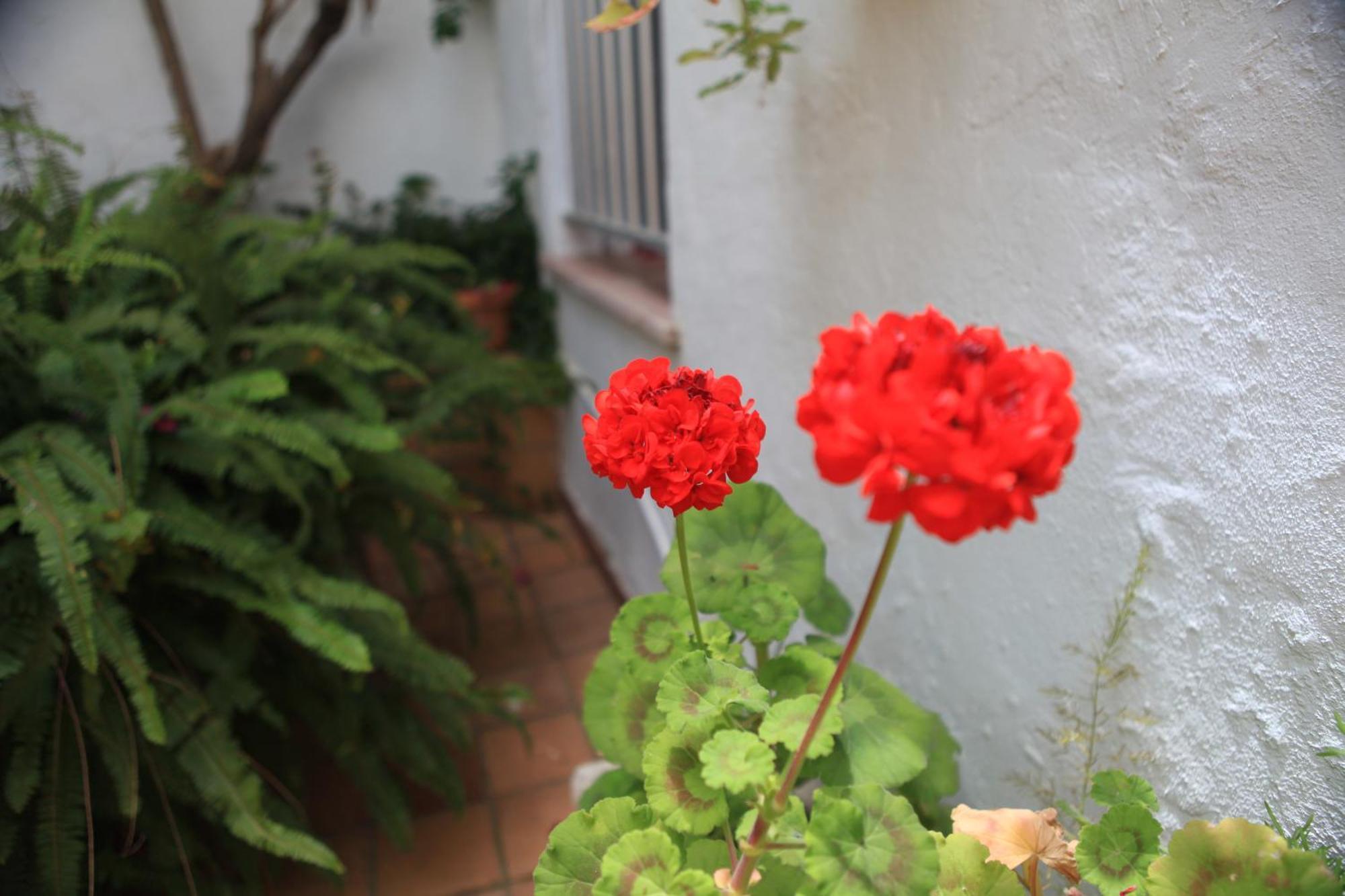 Hotel El Coloso Jerez de la Frontera Exteriör bild
